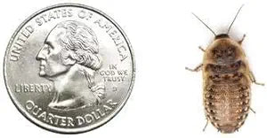 100 Medium Dubia Roaches (1/2"–3/4") | Healthy USA Bred Live Feeders