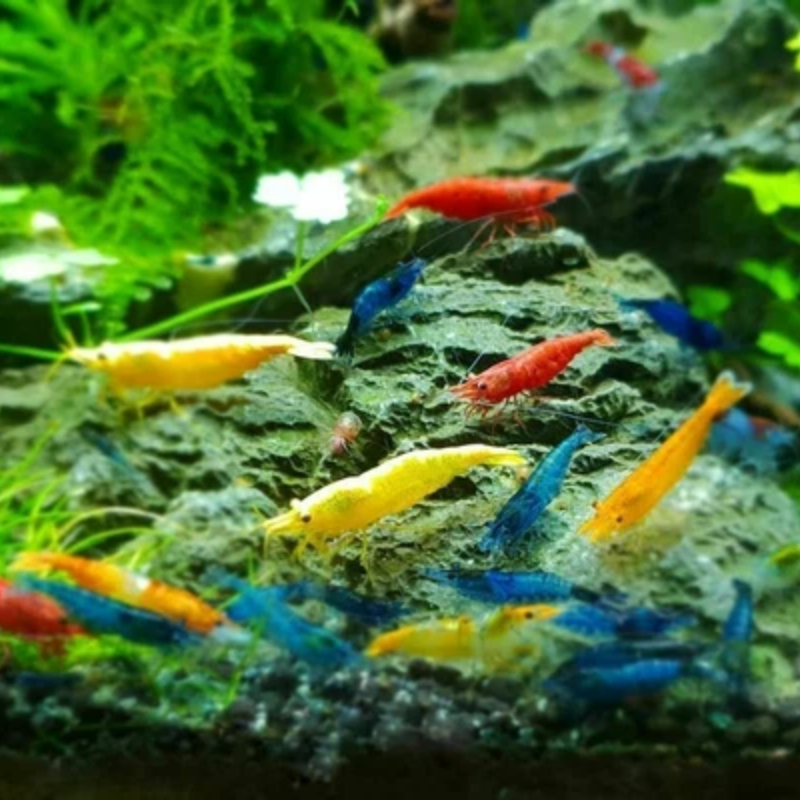 20 Mixed Neocaridina Shrimp (Juveniles) | Assorted Freshwater Aquarium Shrimp