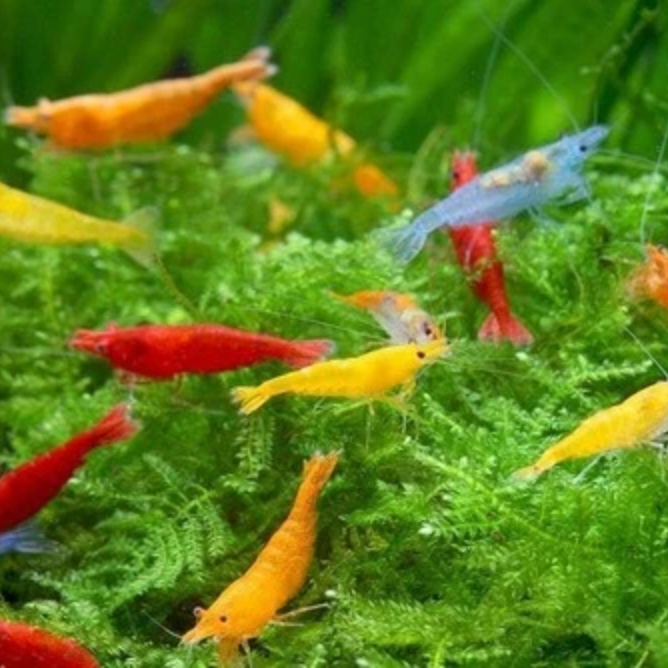 20 Mixed Neocaridina Shrimp (Juveniles) | Assorted Freshwater Aquarium Shrimp