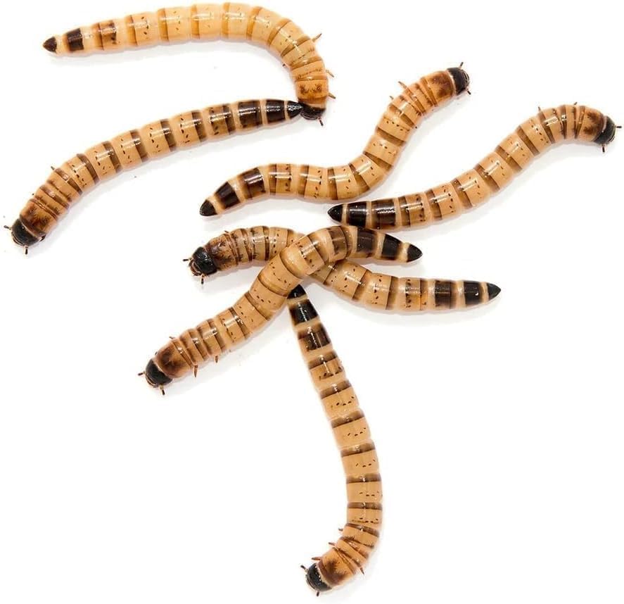 100 Large Superworms | Healthy USA Bred Live Feeders