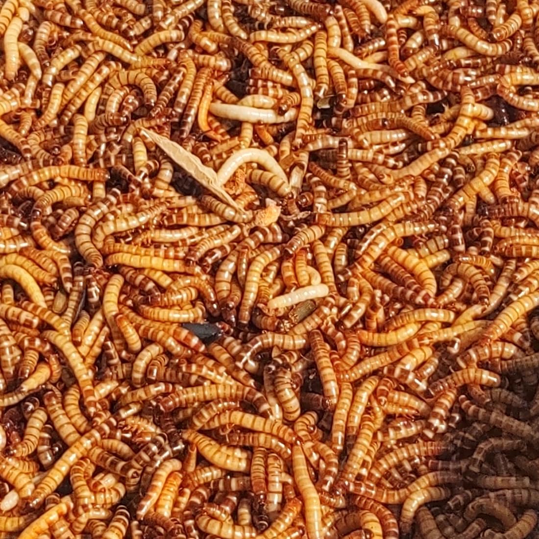 100 Large Superworms | Healthy USA Bred Live Feeders