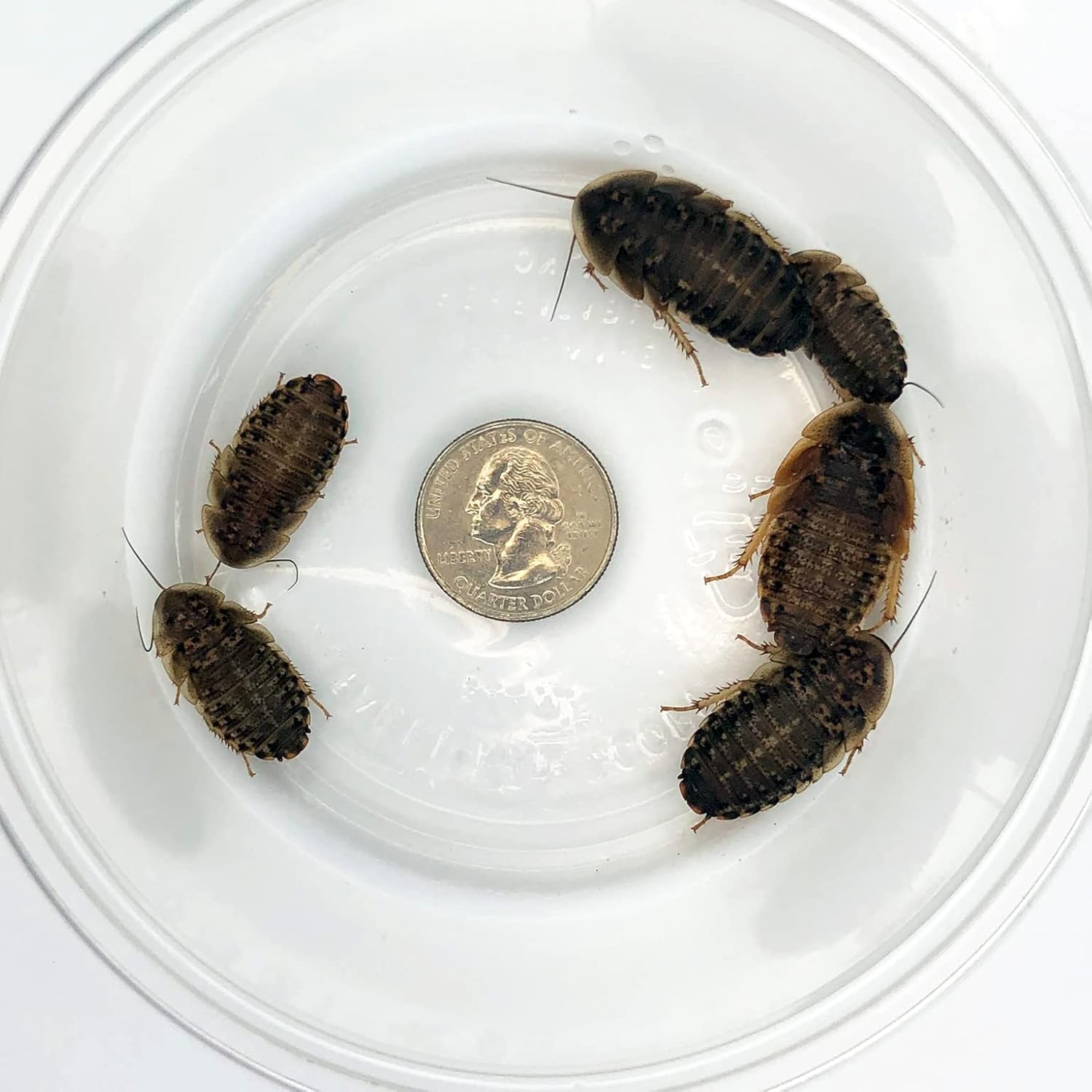 50 Large Dubia Roaches (1"+) | Healthy USA Bred Live Feeders
