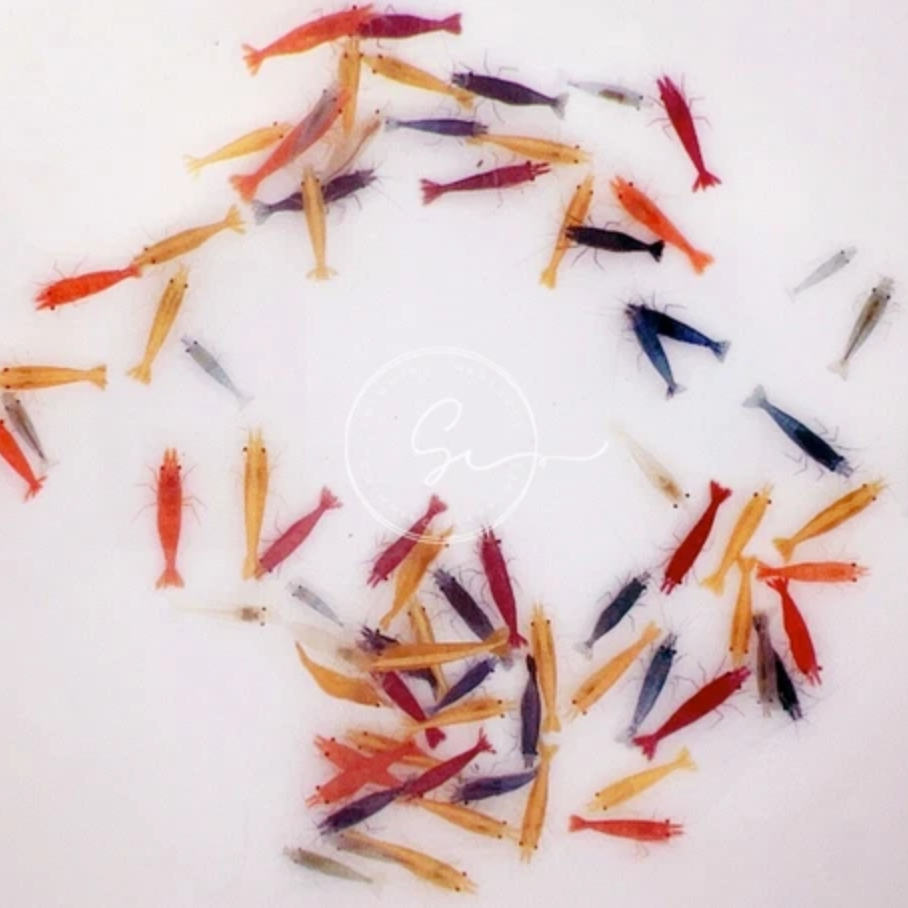 20 Mixed Neocaridina Shrimp (Juveniles) | Assorted Freshwater Aquarium Shrimp