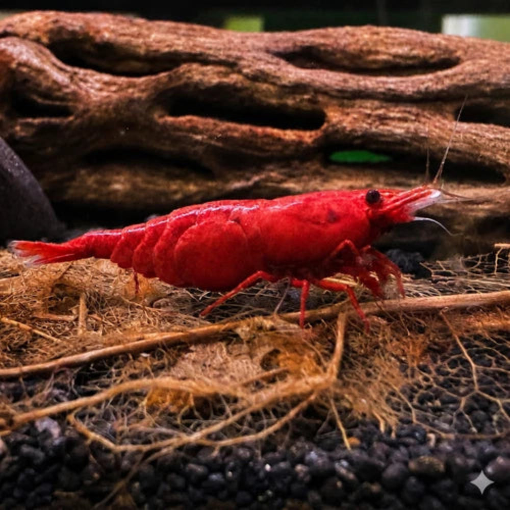 10 Fire Red Neocaridina Shrimp (Juveniles)