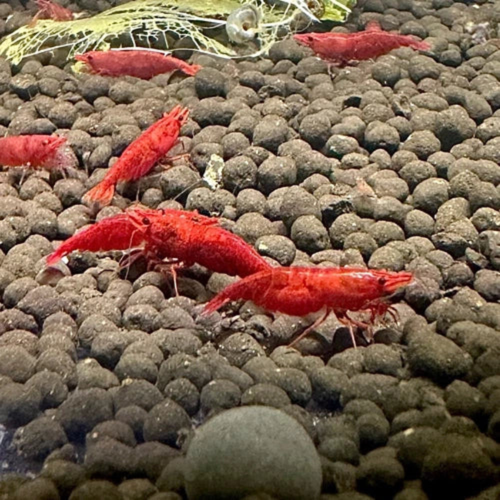 10 Fire Red Neocaridina Shrimp (Juveniles)