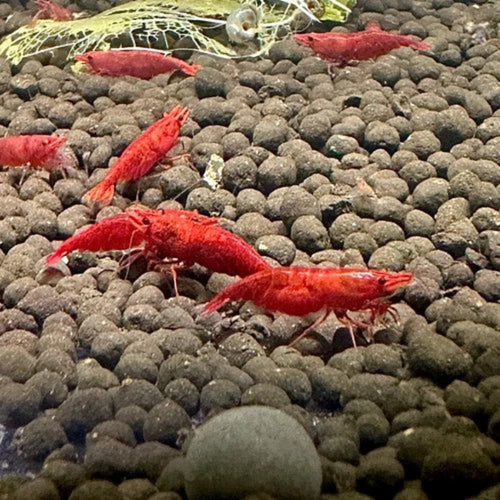 10 Fire Red Neocaridina Shrimp (Juveniles)