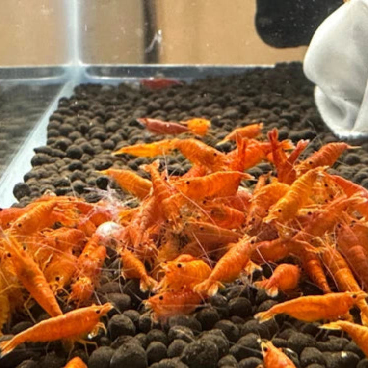 10 Orange Sunkist Neocaridina Shrimp (Juveniles)