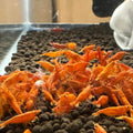 10 Orange Sunkist Neocaridina Shrimp (Juveniles)