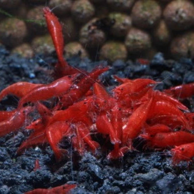 10 Bloody Mary Neocaridina Shrimp (Juveniles)