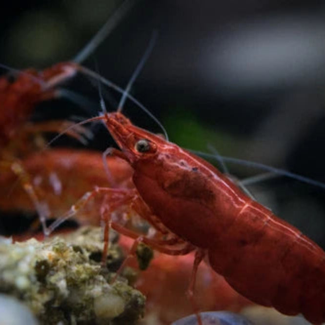 10 Bloody Mary Neocaridina Shrimp (Juveniles)