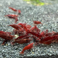 10 Bloody Mary Neocaridina Shrimp (Juveniles)