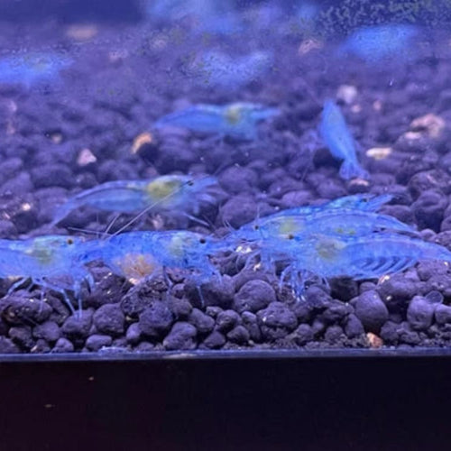 10 Blue Jelly Neocaridina Shrimp (Juveniles)
