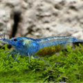 10 Blue Jelly Neocaridina Shrimp (Juveniles)