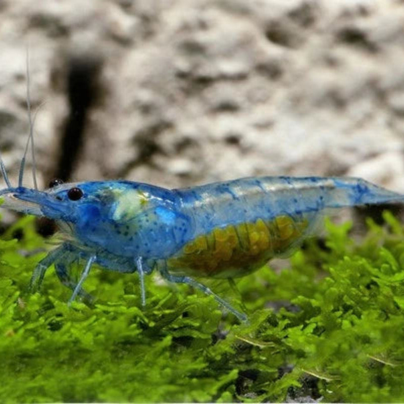 10 Blue Jelly Neocaridina Shrimp (Juveniles)
