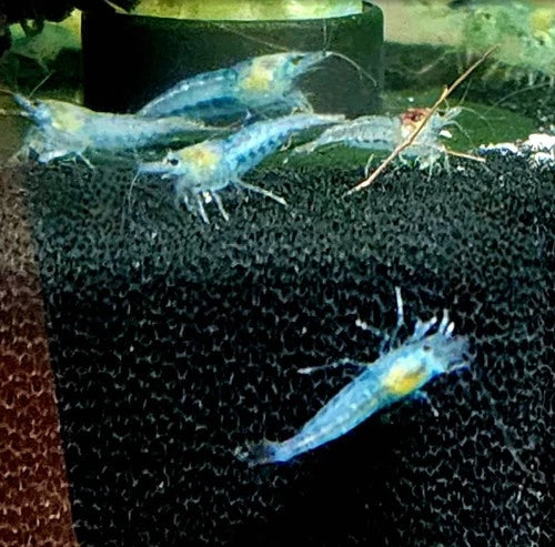 10 Blue Jelly Neocaridina Shrimp (Juveniles)
