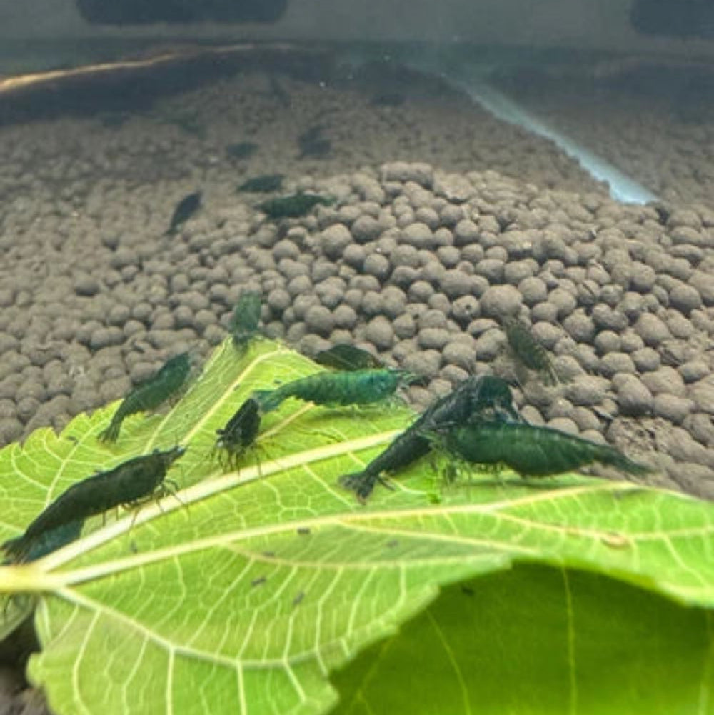 10 Green Jade Neocaridina Shrimp (Juveniles)