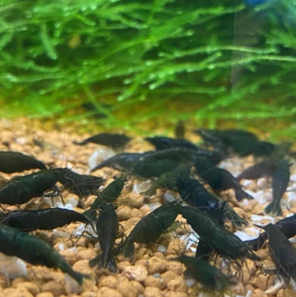 10 Green Jade Neocaridina Shrimp (Juveniles)