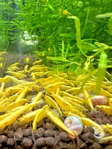 10 Yellow Goldenback Neocaridina Shrimp (Juveniles)