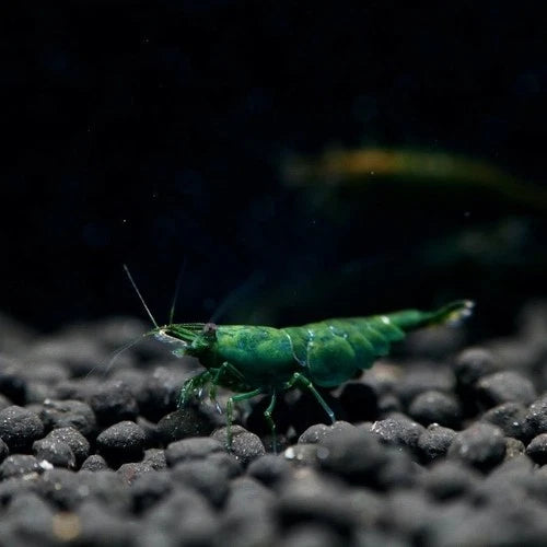 10 Green Jade Neocaridina Shrimp (Juveniles)