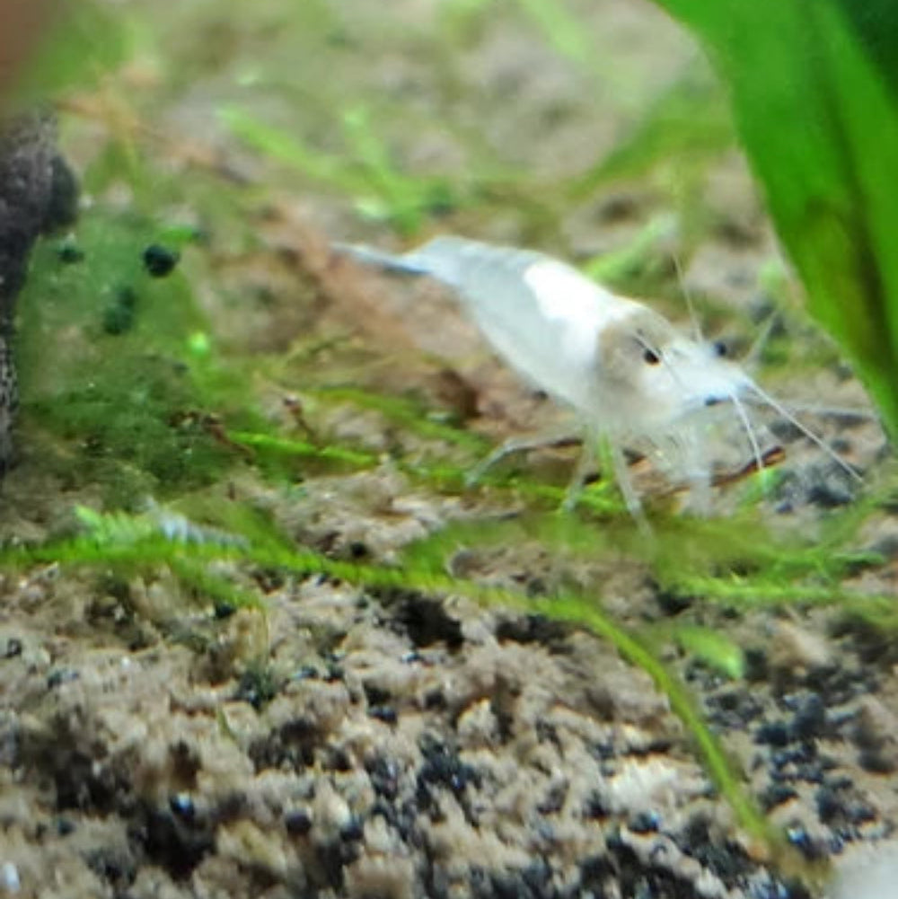 10 Snowball Neocaridina Shrimp (Juveniles)