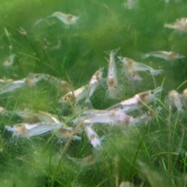 10 Snowball Neocaridina Shrimp (Juveniles)