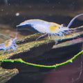 10 Snowball Neocaridina Shrimp (Juveniles)