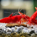 10 Fire Red Neocaridina Shrimp (Juveniles)