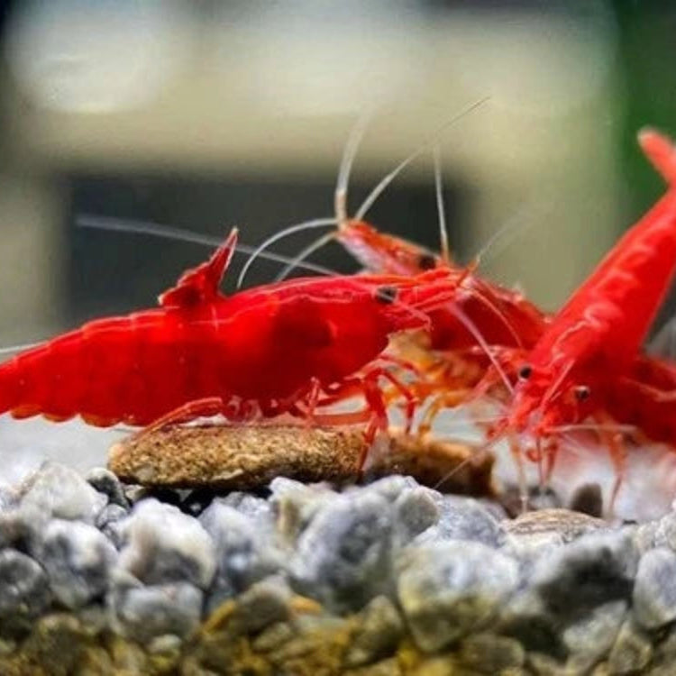 10 Fire Red Neocaridina Shrimp (Juveniles)