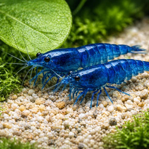 10 Blue Dream Neocaridina Shrimp (Juveniles)