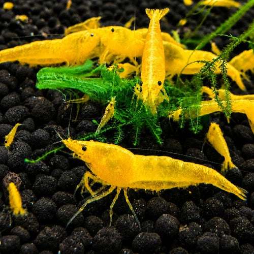 10 Yellow Goldenback Neocaridina Shrimp (Juveniles)
