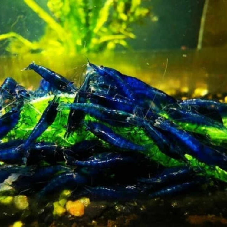 10 Blue Dream Neocaridina Shrimp (Juveniles)