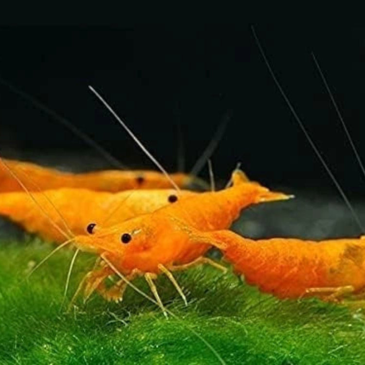 10 Orange Sunkist Neocaridina Shrimp (Juveniles)