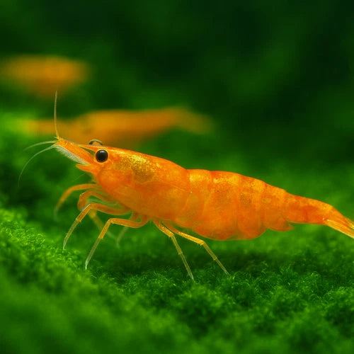10 Orange Sunkist Neocaridina Shrimp (Juveniles)