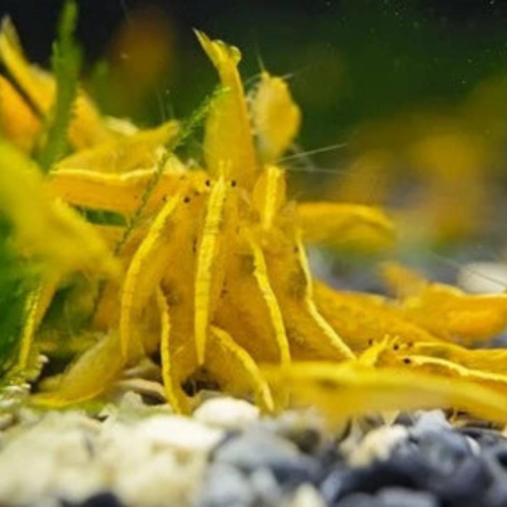 10 Yellow Goldenback Neocaridina Shrimp (Juveniles)