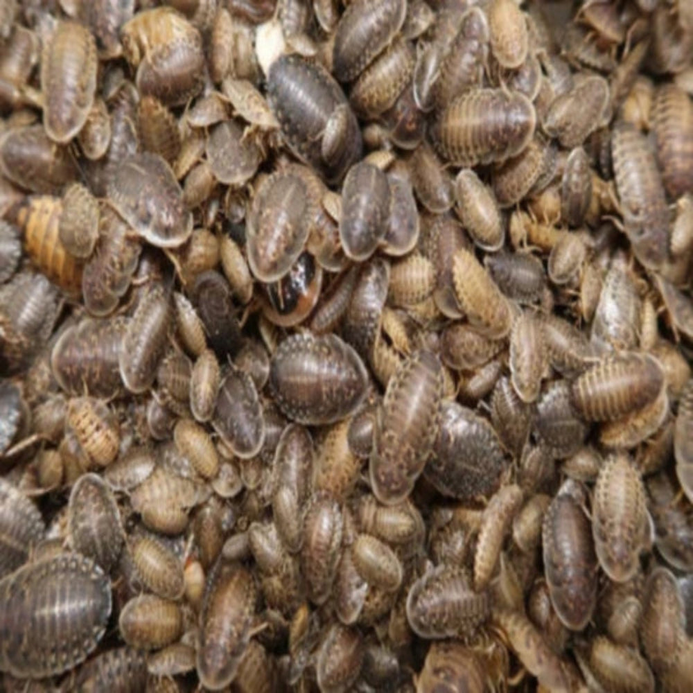 100 Medium Dubia Roaches (1/2"–3/4") | Healthy USA Bred Live Feeders